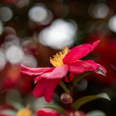 Camera: Sony α7IV
Lens: SIGMA 50mm F1.4 DG DN | Art

#万博記念公園 #expo70
#梅まつり #つばき #つばきの森
#玉ボケ #玉ボケ練習中
#a7m4 #sigma50mmart #50mm #fullframe