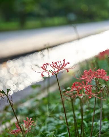 #万博記念公園 #expo70
#彼岸花 #ヒガンバナ
#a7iv #SIGMA65mmF2Contemporary #65mm #fullframe