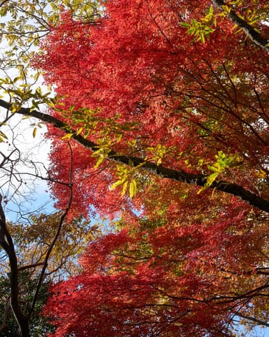 #摩耶山 #上野道 #紅葉 #autumnleaves
#a7iv #sigma65mmf2dgdn #🍁