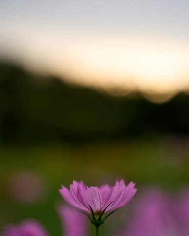 #万博記念公園 #expo70 #花の丘 
#コスモス #cosmos
#a7iv #SIGMA65mmF2Contemporary #65mm #fullframe