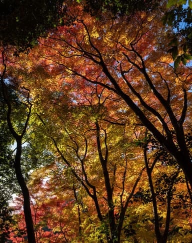 #紅葉 #六甲山 #ブナ林
#摩耶山 #六甲全山縦走路 #市ケ原 #櫻茶屋付近
#a7iv #sigma24mmf2contemporary #24mm #sigma