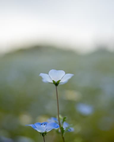 #ネモフィラ #万博記念公園 #花の丘 #nemophila #blue #flower 
#a7m4 #sigma35mmart #35mm #fullframe 

Camera: Sony α7IV
Lens: SIGMA ART 35mm F1.4 DG II