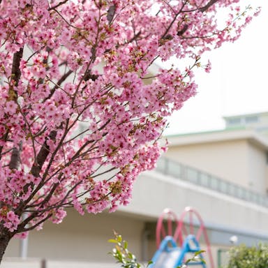#桜のトンネル #咲きかけ #灘区
#桜 #cherryblossom #sakura #🌸
#a7iv #sigma50mmf14art
